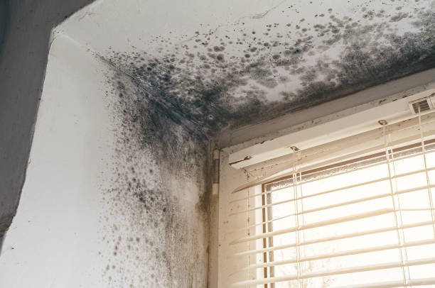 Affordable Mold Cleanup solutions in Merrick, NY